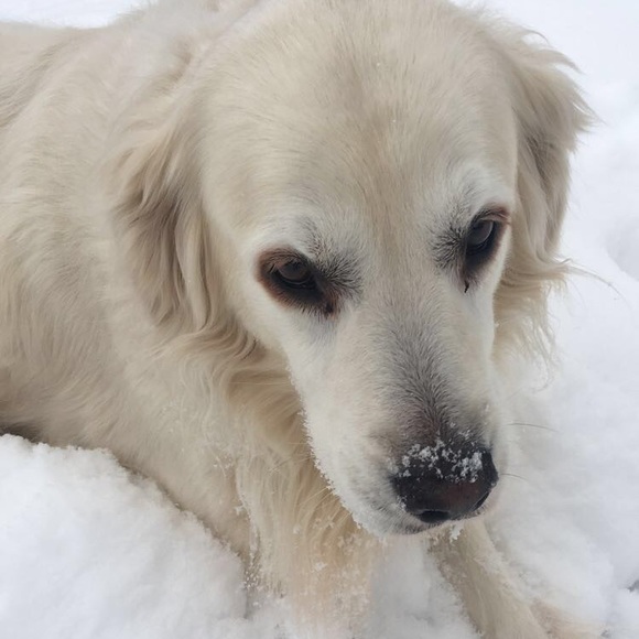 Meet your Posher, Mae - Picture 1 of 1